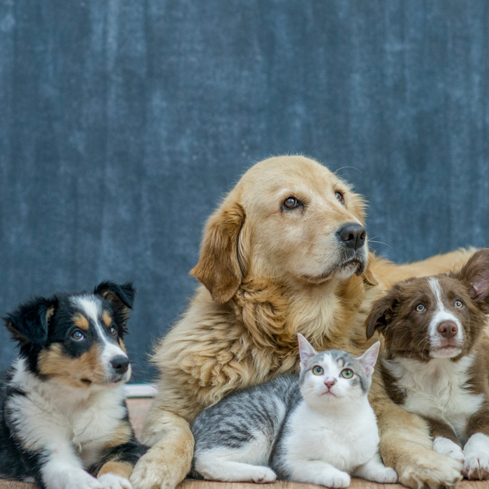 Group of dogs and a cat lying calmly on the floor—ideal for showcasing pet companionship and seizure safety awareness.