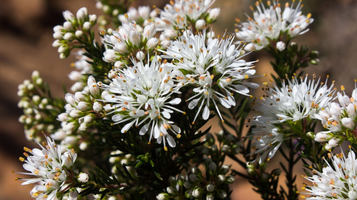 evergreen perennial plants Plantain Thrift (Armeria alliacea)