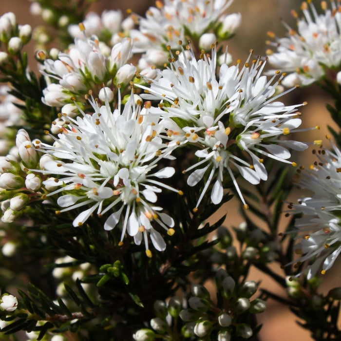 Close-up of Buchu (Agathosma betulina), a medicinal plant native to South Africa, valued for its aromatic leaves, urinary tract and digestive health properties.