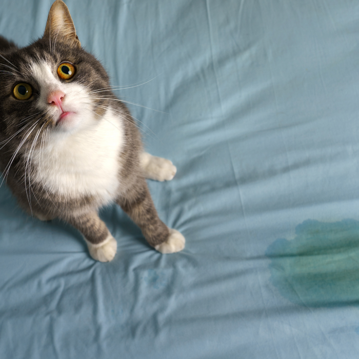 Cat urinary habits and how you can HELP them