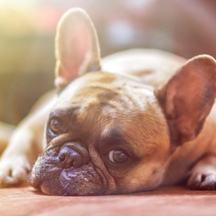 Probiotic Supplements for Pets - When Is It Necessary?