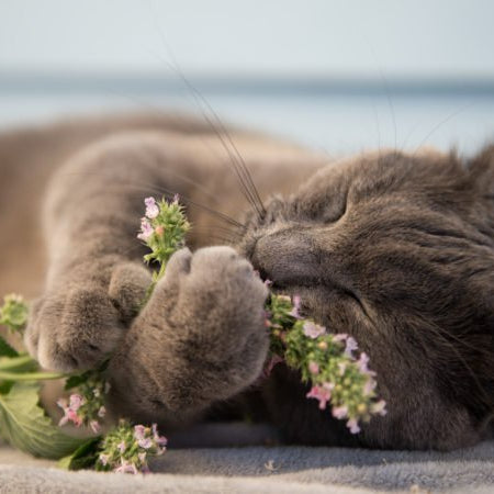 How to make homemade catnip spray