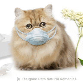 Cat Flu: What YOU can do to help your cat naturally!