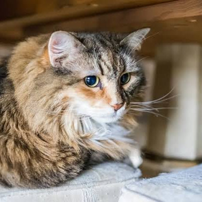 Is your cat spraying to mark their territory OR is there an underlying medical issue?