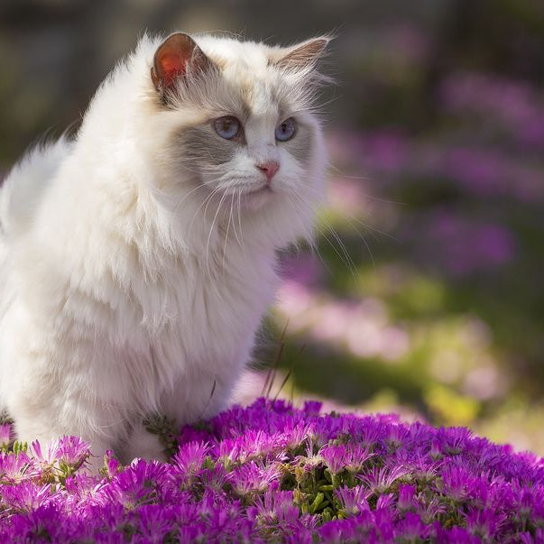 How to care for your pet's skin and ears during summer