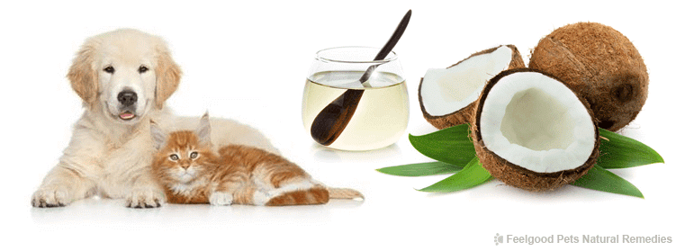 Coconut Oil for pets! Why coconut oil is a must to keep your dog or cat healthy