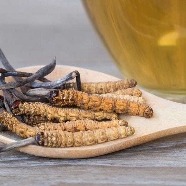 9 Facts You Didn't Know About Cordyceps Mushroom