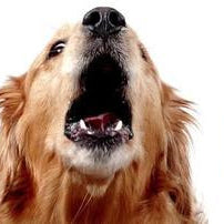 How to deal with your Barking Dog!