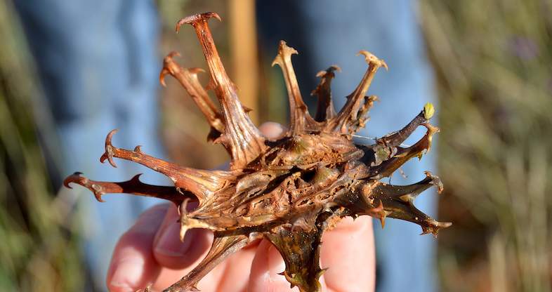 Devil's Claw: Nature's answer to arthritis & inflammation