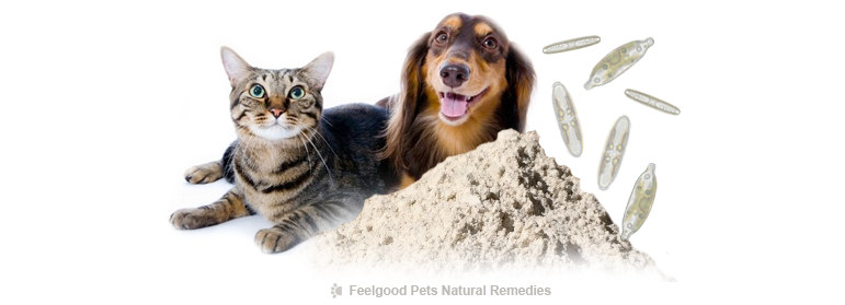 The amazing health benefits of Diatomaceous Earth for your dog or