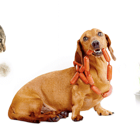 THREE of the most common digestive problems in pets