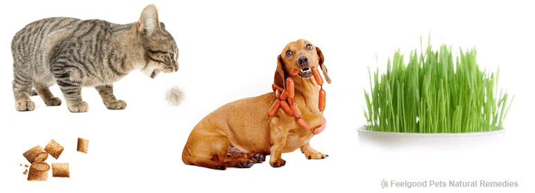 THREE of the most common digestive problems in pets