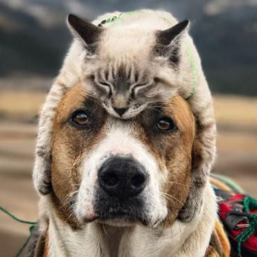 Kidney problems in dogs and cats: Causes, symptoms and natural treatment