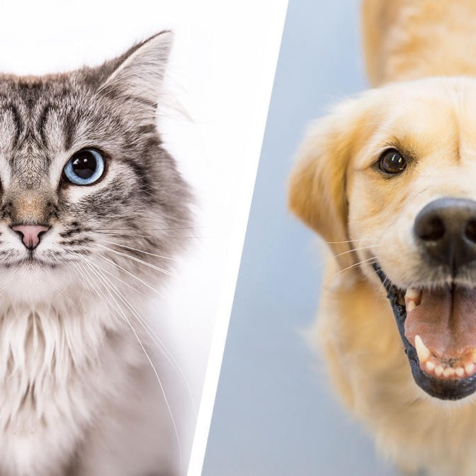 Is your pet overweight? Three steps you can take to help!