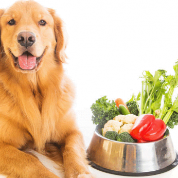 Prolong your pet's lifespan naturally with these simple tips!