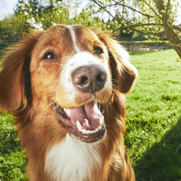 Does your pet have seasonal allergies?