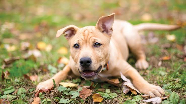 Symptoms of chocolate poisoning in dogs — Feelgood Health