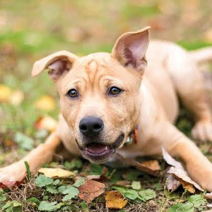 Symptoms of chocolate poisoning in dogs