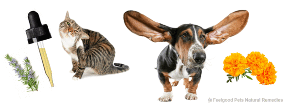 Ear problems in pets! How to treat them naturally!