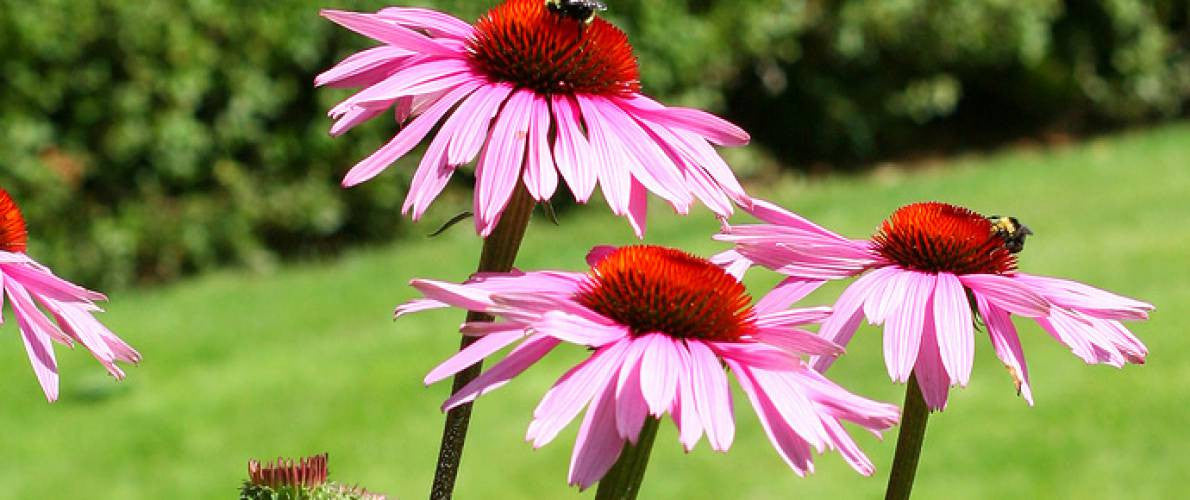 Echinacea - Nature's Wonder Herb