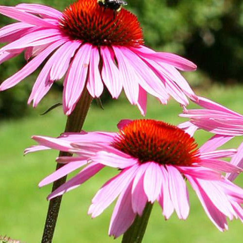 Echinacea - Nature's Wonder Herb