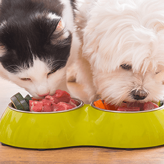 Should vegetarians (or vegans) put their pets on meat-free diets