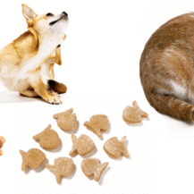 Could your pet have a food allergy? What to look for and how to help!