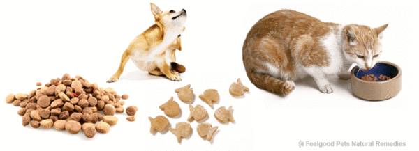 Could your pet have a food allergy? What to look for and how to help!