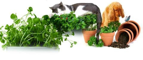 Herbs for pets: Learn which herbs you can GROW at home for your dog or cat