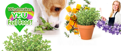 Herbal biscuit recipes for dogs