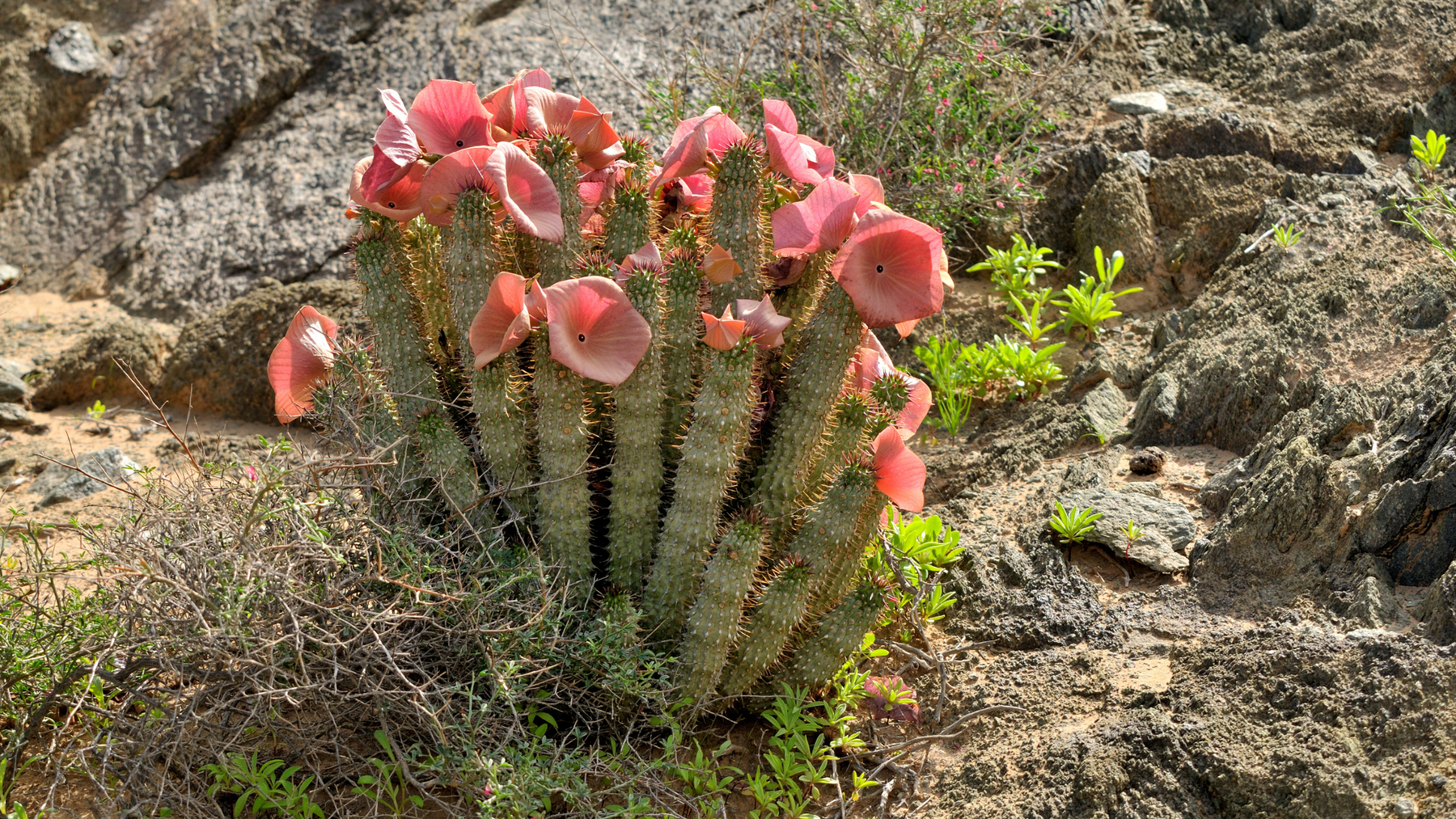 About Hoodia: Herbal Appetite Suppressant