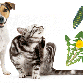 Hot Spots, Itchy Dermatitis, Fungal Infections & other skin problems in dogs and cats!