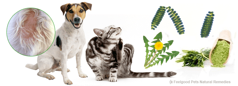 Hot Spots, Itchy Dermatitis, Fungal Infections & other skin problems in dogs and cats!