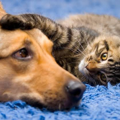 Bad breath in dogs and cats – how to treat and prevent it naturally!
