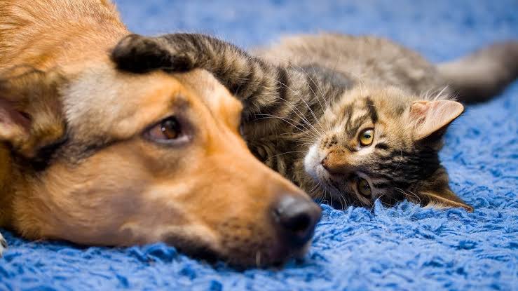 Bad breath in dogs and cats – how to treat and prevent it naturally!