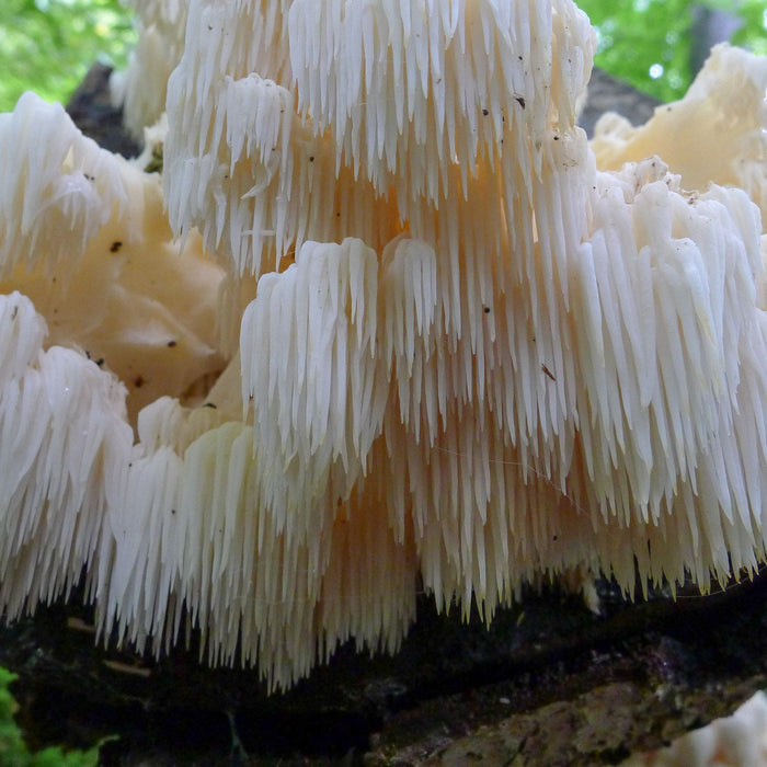 Fascinating Facts About Lion's Mane Mushroom