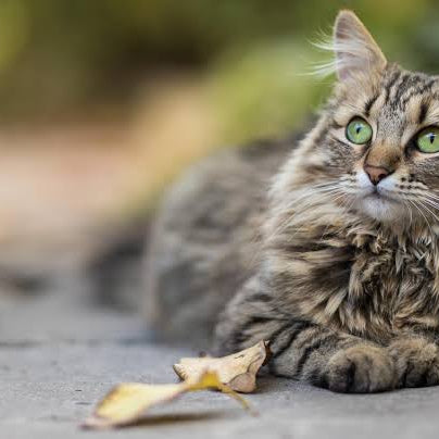 Debunking common myths about pet skin & coat health