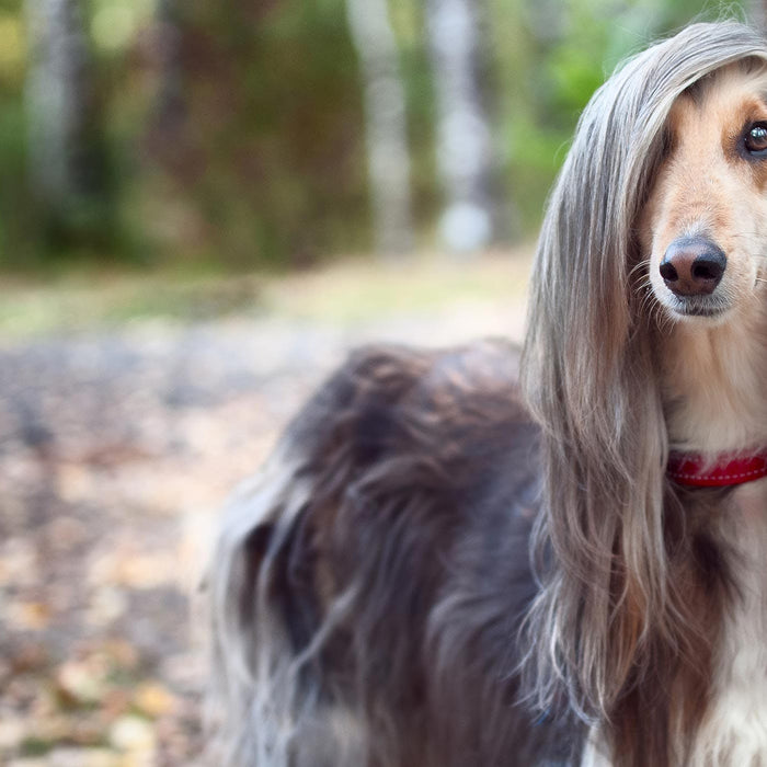 Should you shave your pet's coat in summer?