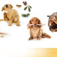 How to make your own natural dog shampoo at home