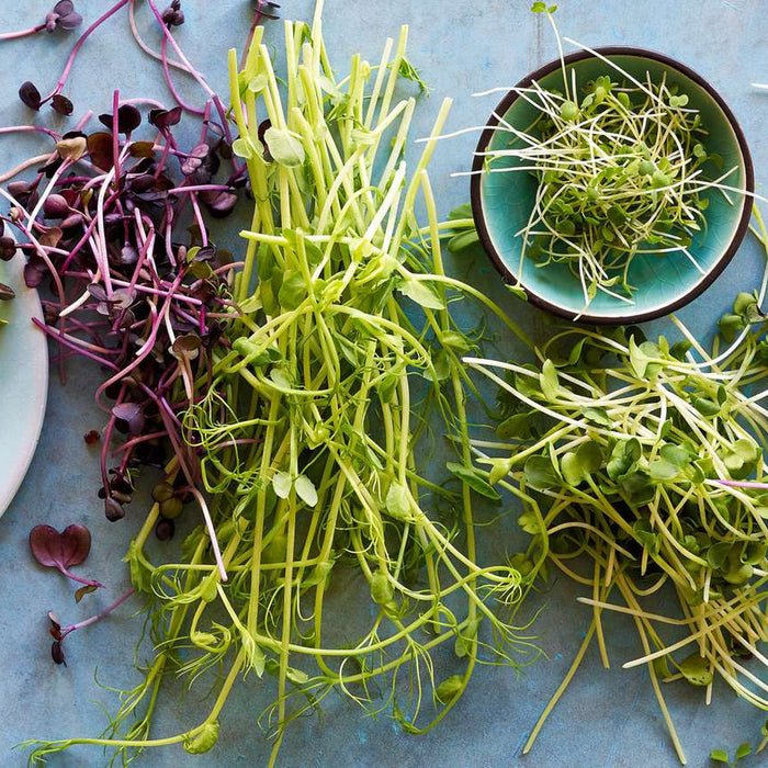 Health benefits of microgreens and how to grow your own at home
