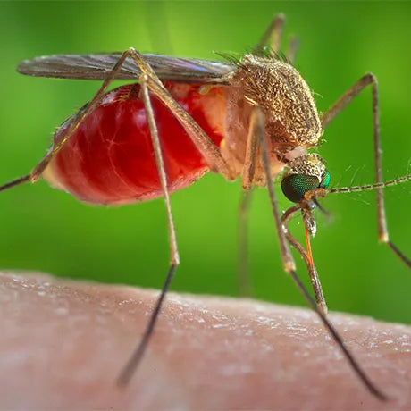 6 Eco-friendly ways to keep insects from 'bugging' you