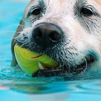 Summertime Pet Care!