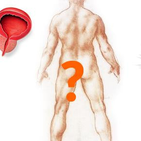 Prostate 101: What is BPH Or An Enlarged Prostate? How Well Do You Know the Prostate Gland?