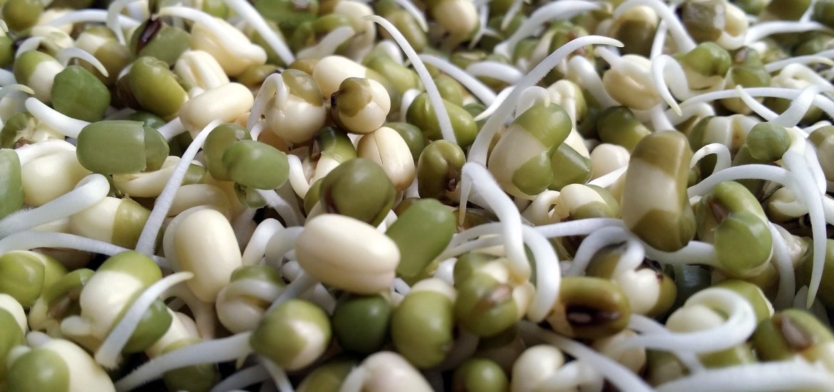 How to grow sprouts at home PLUS their amazing health benefits!