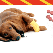 Is your pet taking steroids, anti-inflammatories or cortisone?