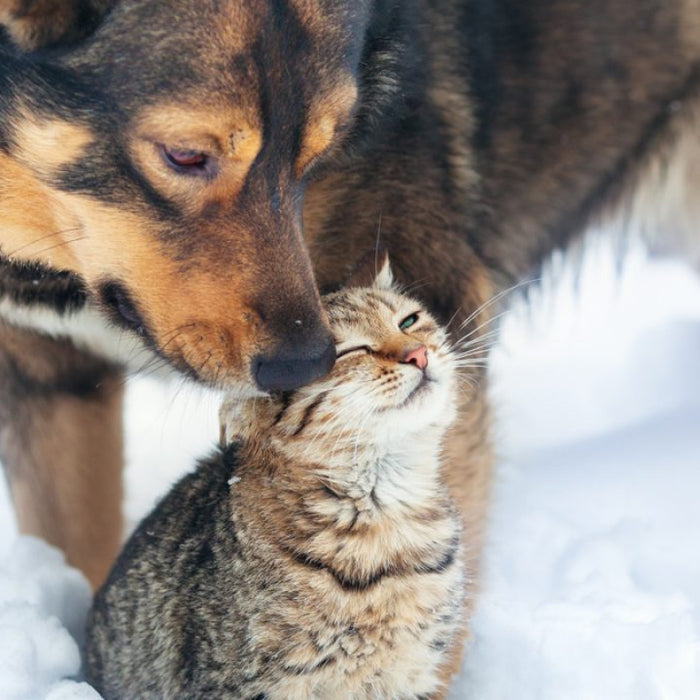 Manage your pet's arthritis pain naturally this winter