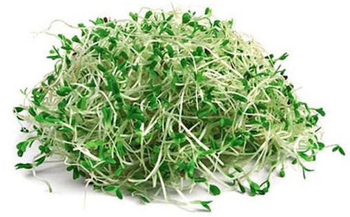 Organic Sprouts and Sprouting Kits