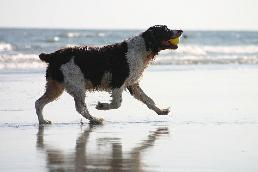 Pet Joints & Mobility