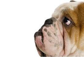 Pet Ears, Eyes, Mouth