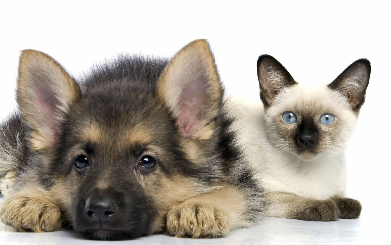 Pet Immunity & Healing